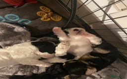 Mixed Breed dogs for sale: Adorable jackacavapoo puppies only 2 left  - Image 24