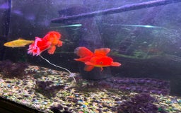Fancy Goldfish fish for sale: Stocked cold water tank - Image 7
