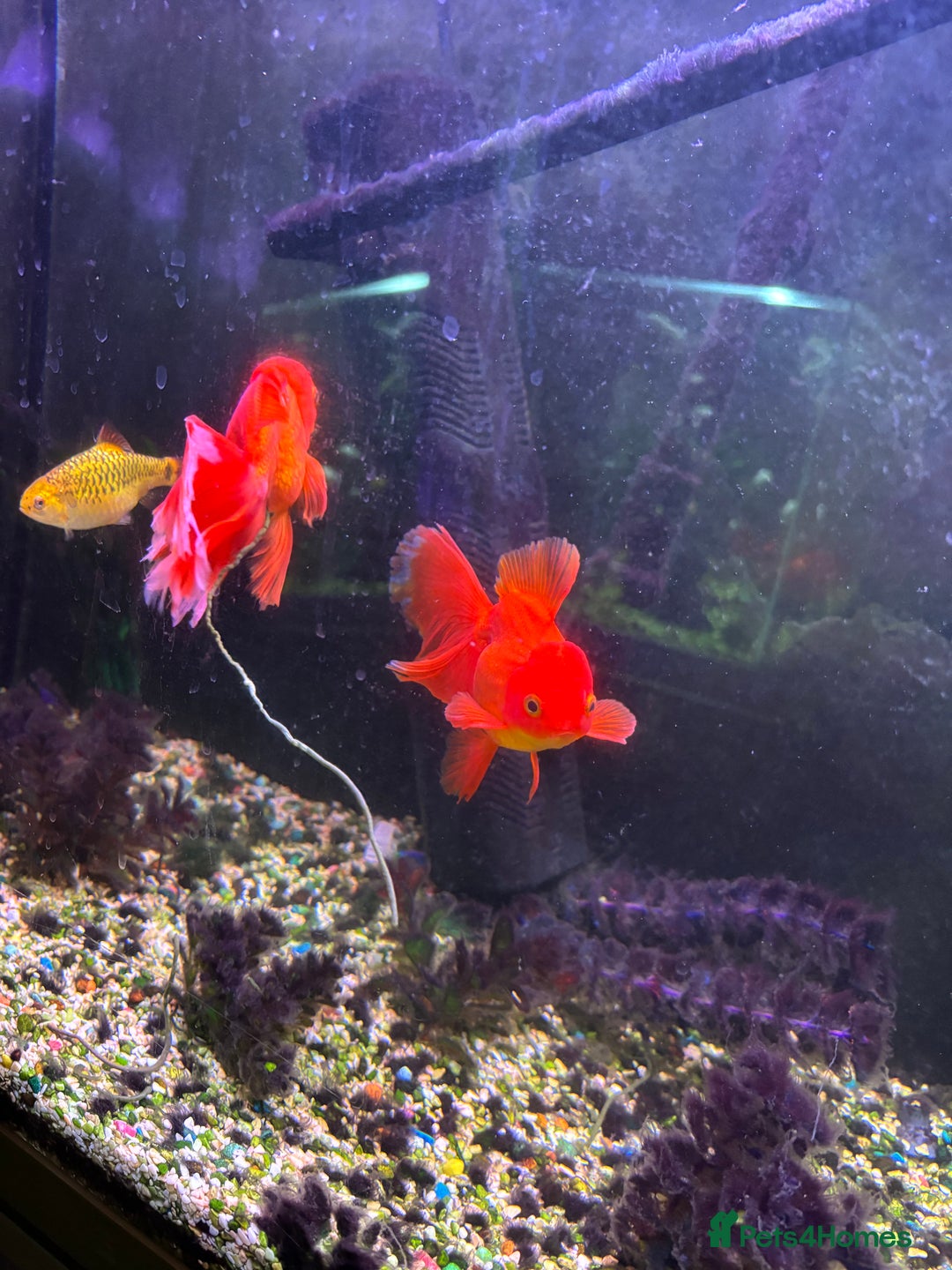 Fancy Goldfish fish for sale: Stocked cold water tank - Image 7