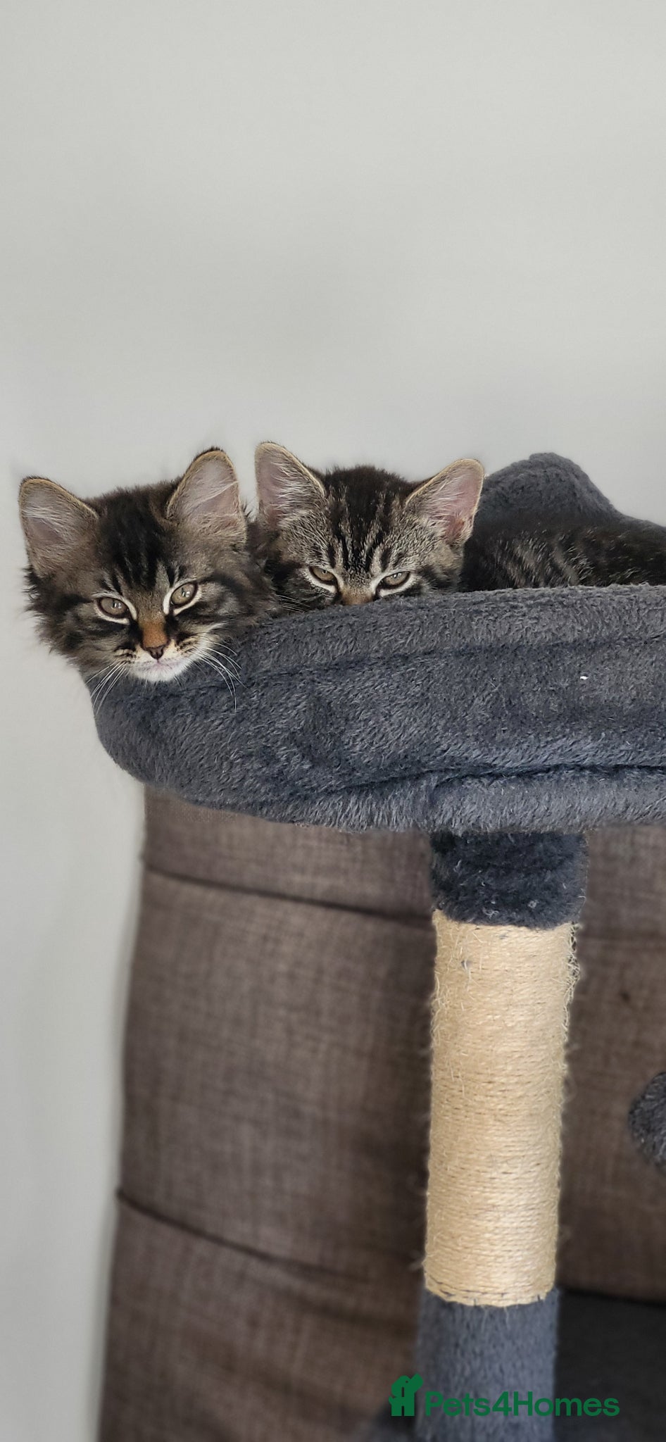 Mixed Breed cats Fluffy cute kittens  - Advert 4