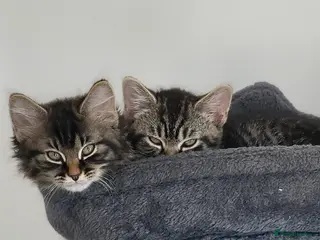 Mixed Breed cats Fluffy cute kittens - Advert 4