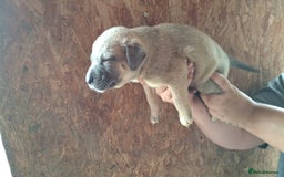 Mixed Breed dogs for sale: Belgian malinois/ border collie  - Image 37