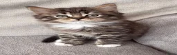 Mixed Breed cats for sale: BRITISH LONGHAIR × DOLLY FACE PERSIAN CHINCHILLA - Advert 14