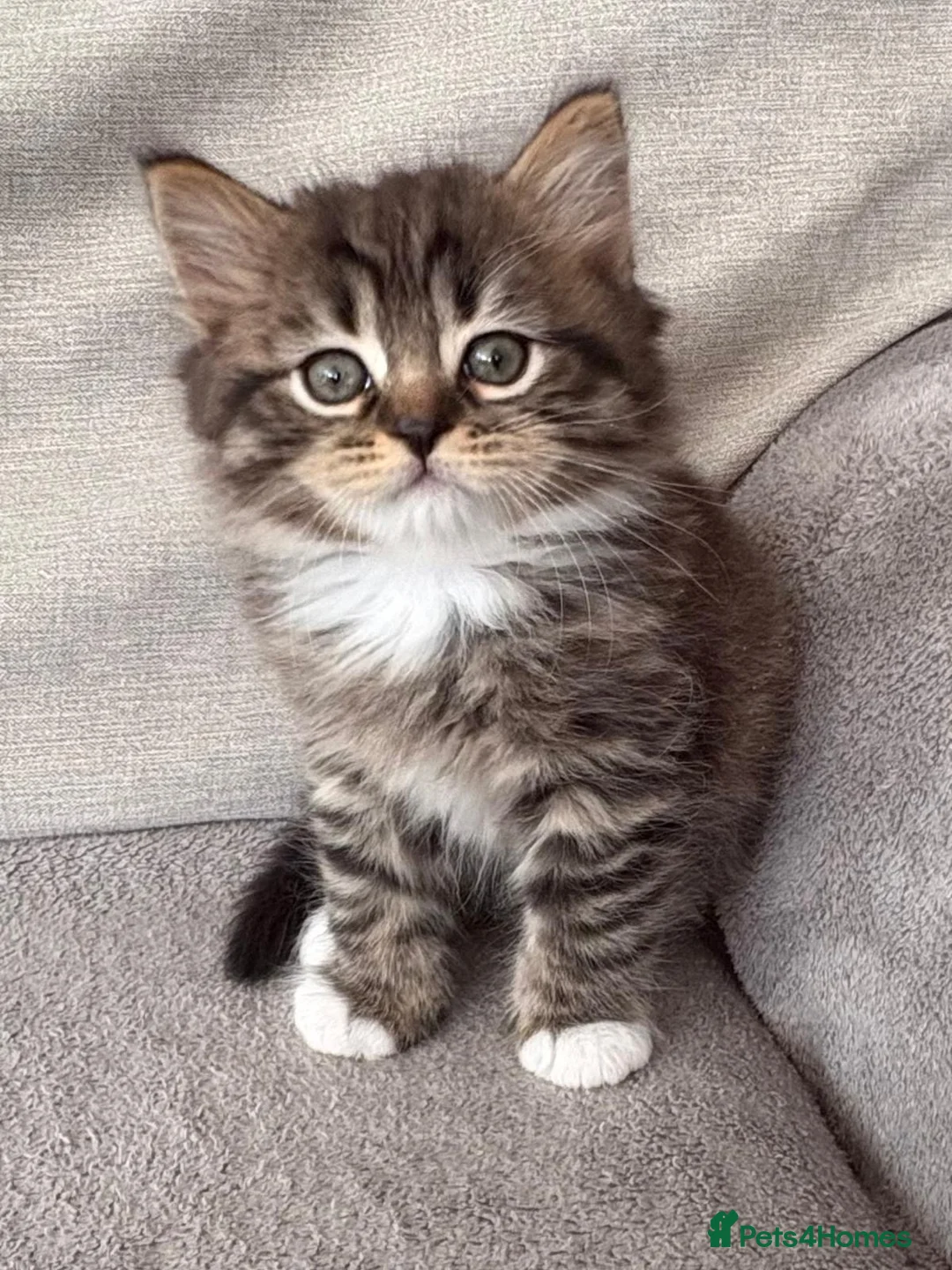 Mixed Breed cats for sale: BRITISH LONGHAIR × DOLLY FACE PERSIAN CHINCHILLA - Advert 14