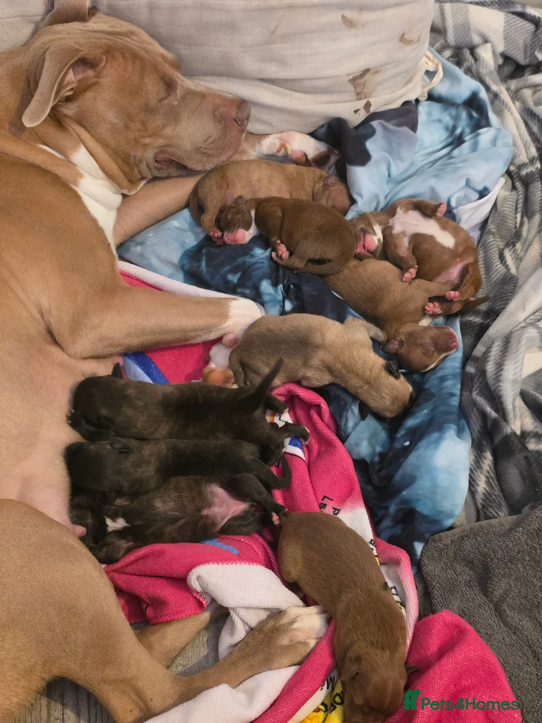 Mixed Breed dogs for sale: Beautiful mixed breed puppies 2 boys 1 girl in Peterborough - Advert 1