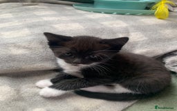 Domestic Shorthair cats for sale: Tabby kittens for sale - Image 37