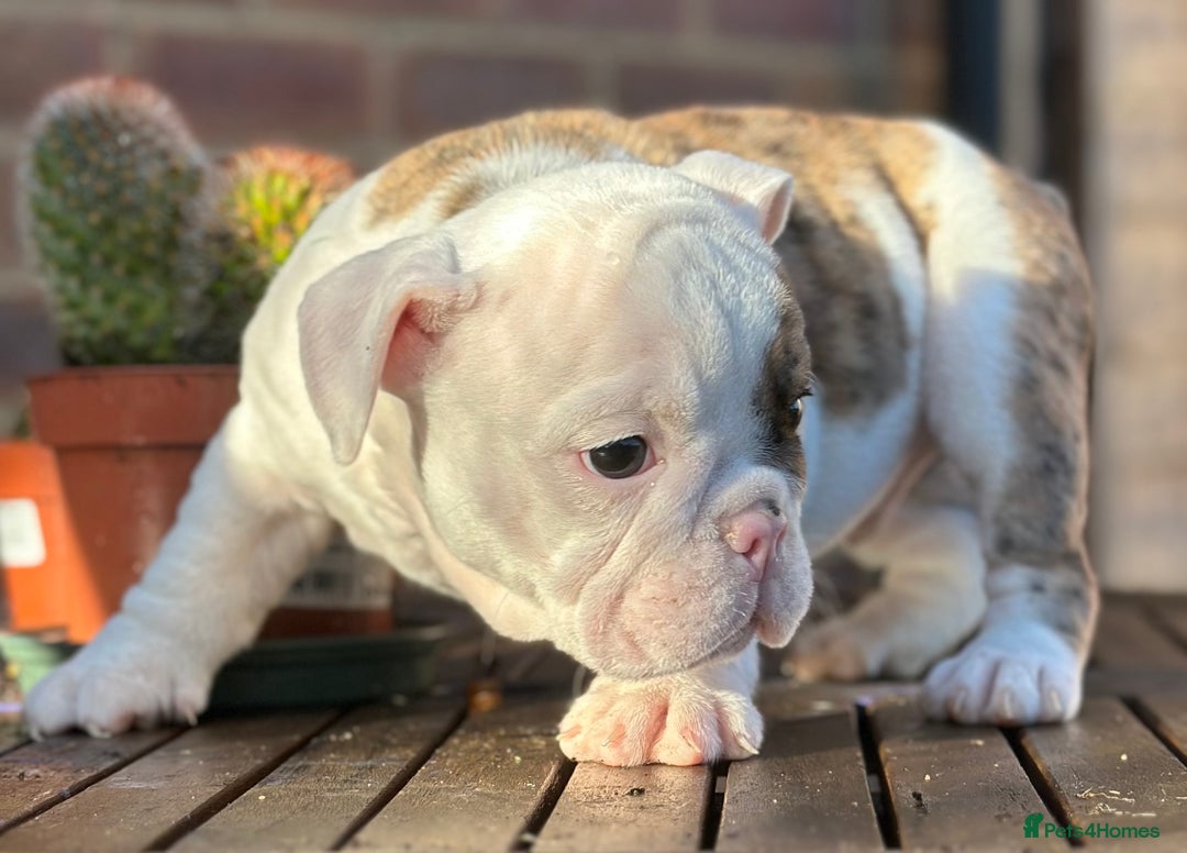 English Bulldog dogs for sale: 🌟Ready Now!🌟 - Advert 15