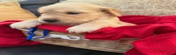 Golden Retriever dogs for sale: Royal kennel club Golden Retriever puppies in Hook - Advert 3