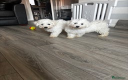 Bichon Frise dogs for sale: Bichon Frise Puppies- Ready to leave  - Image 4