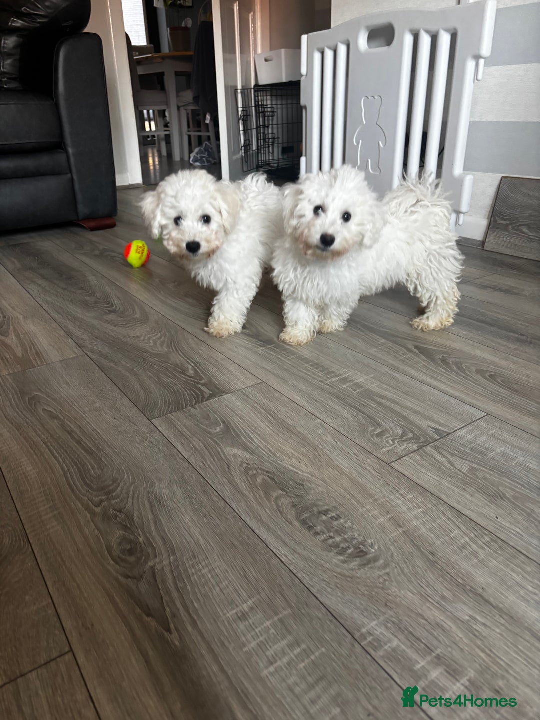 Bichon Frise dogs for sale: Bichon Frise Puppies- Ready to leave  - Image 4