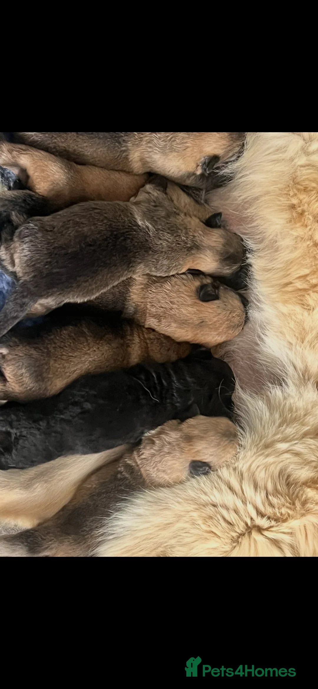 German Shepherd dogs for sale: OUTSTANDING LONG HAIRED GERMAN SHEPARD PUPPIES - Advert 10