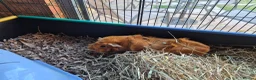 Guinea Pig rodents for sale: Two female Guinea Pigs for sale - Advert 7