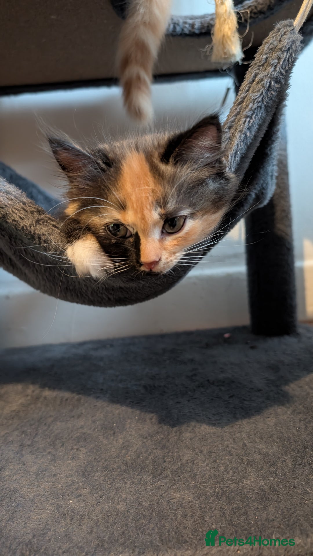 British Longhair cats for sale: 4 Longhaired British mix Kittens  - Image 6