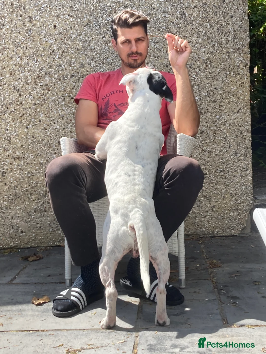 Staffordshire Bull Terrier dogs for stud: Stafforshire for Stud - Advert 10