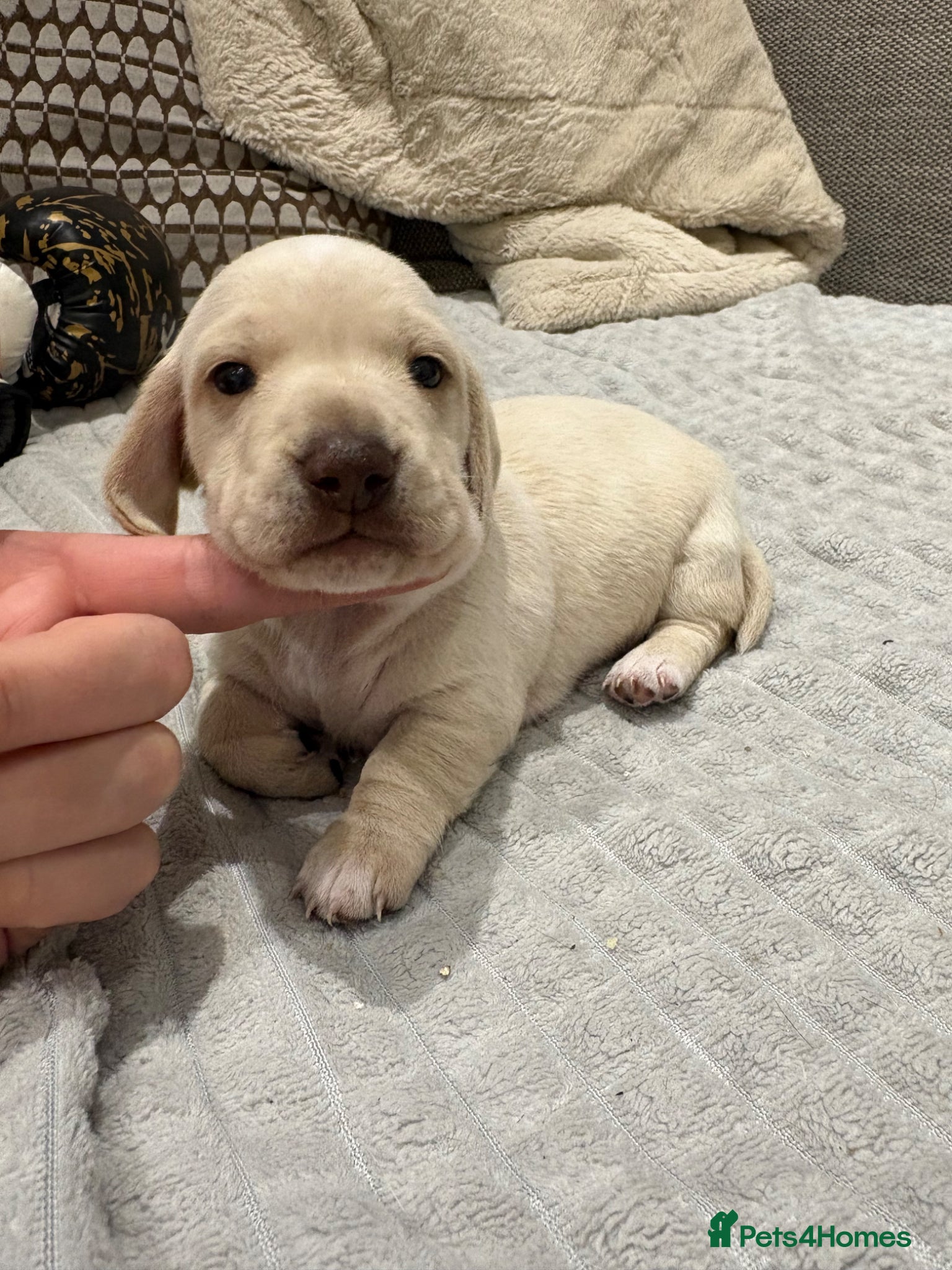 Miniature Dachshund dogs Stunning cream mini dachshunds  - Advert 2