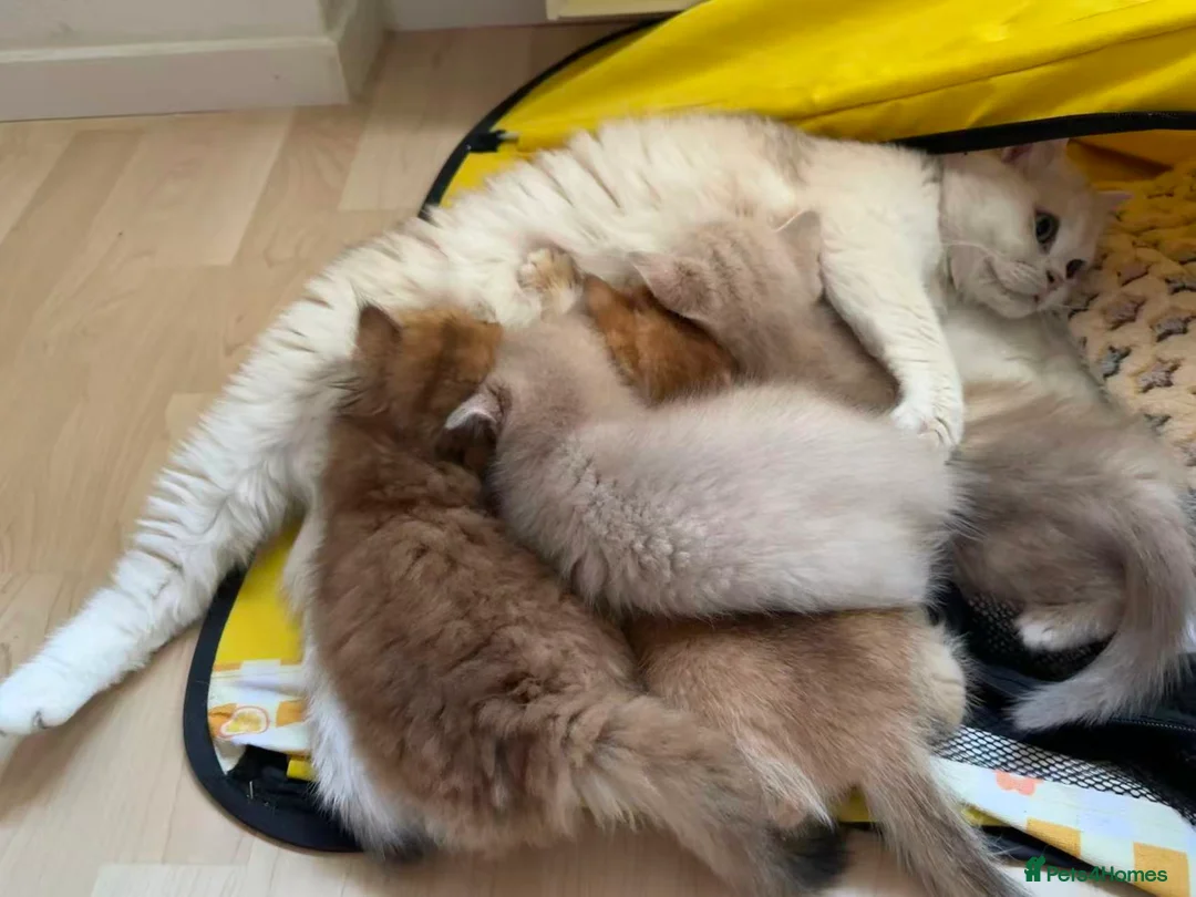 British Longhair cats for sale: Gorgeous Lap-Kittens: Black, Blue & Lilac Golden - Advert 11