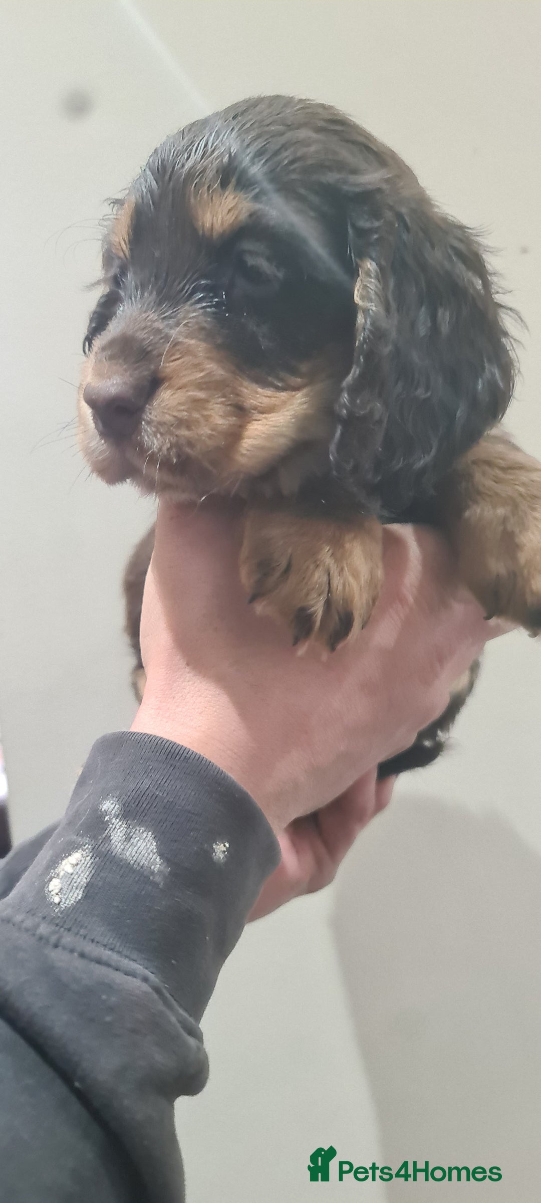 Cocker Spaniel dogs for sale: Beautiful KC Cocker Spaniel Puppies for sale  - Advert 11