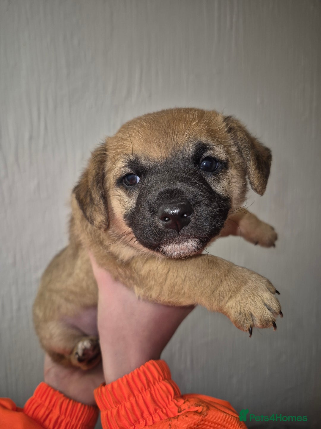 Mixed Breed dogs for sale: Two border terrier mixed pups both male  - Advert 2