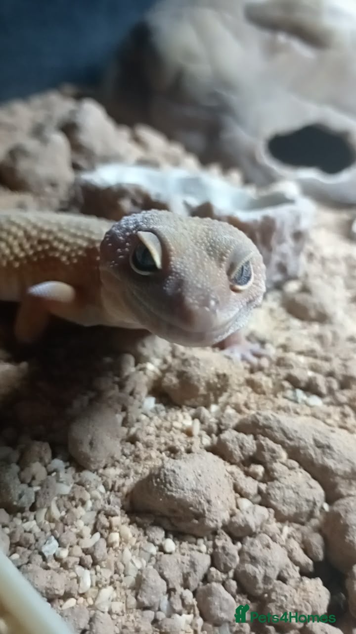 Leopard Gecko reptiles Leopard gecko  - Advert 1