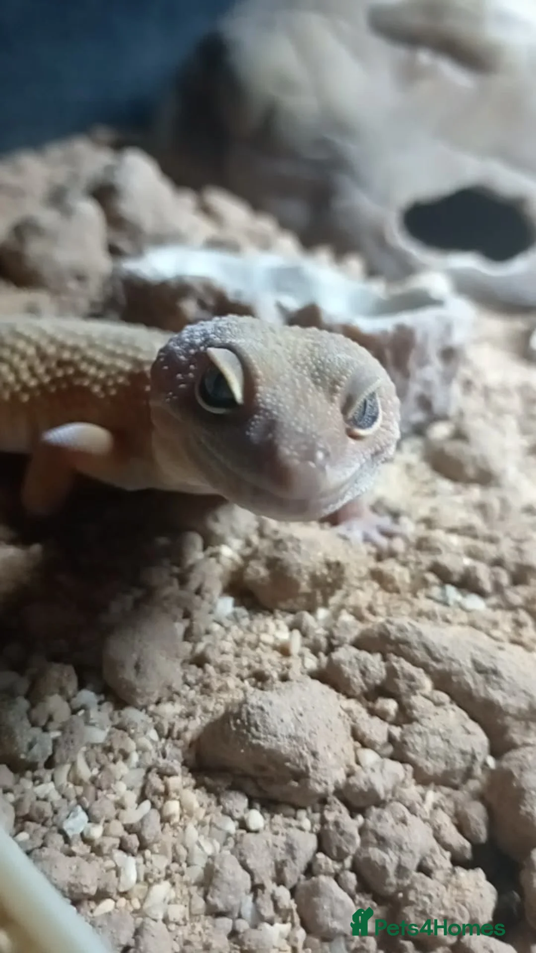 Leopard Gecko reptiles for sale: Leopard gecko  - Advert 1