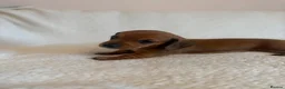 Miniature Dachshund dogs for sale: Litter of shaded red miniature Daschunds  - Advert 15