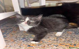 Mixed Breed cats for sale: Loving homes needed! - Advert 9