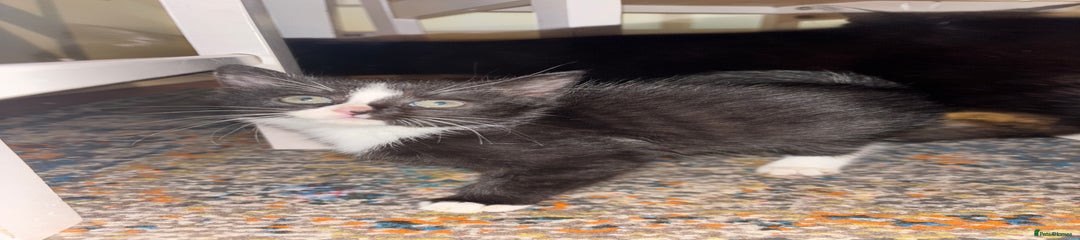 Mixed Breed Kitten 4