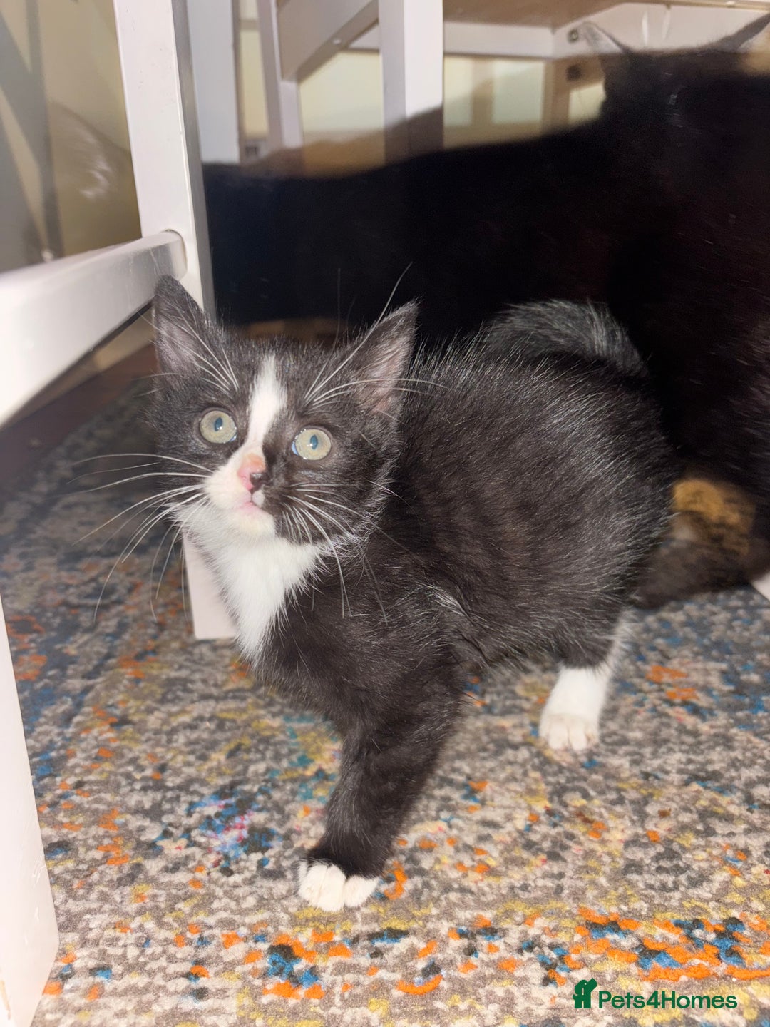 Mixed Breed cats for sale: Loving homes needed! - Advert 9