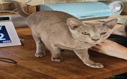 Balinese cats for sale: Kitten for sale - Image 7