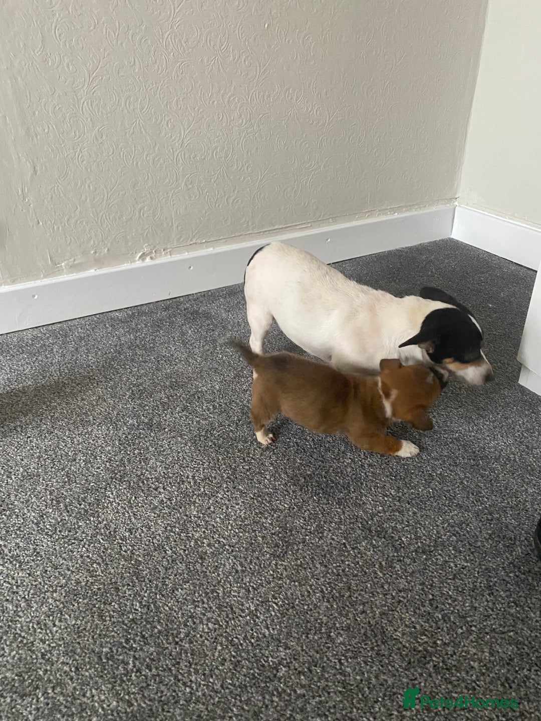Jack Russell dogs for sale: two jack russell puppies for sale  - Advert 2