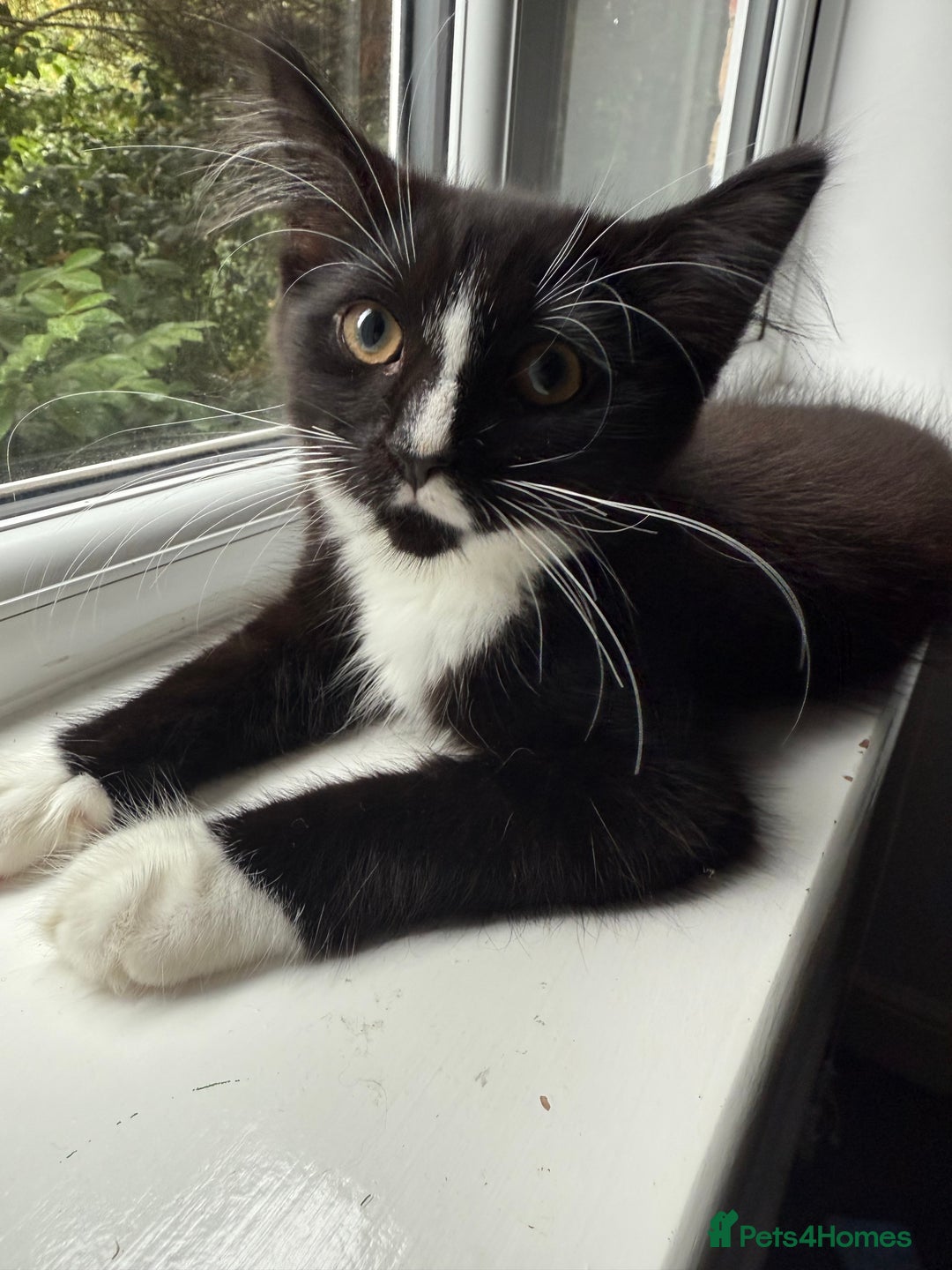 Mixed Breed cats for sale: ******s, looking for a new home  - Image 4