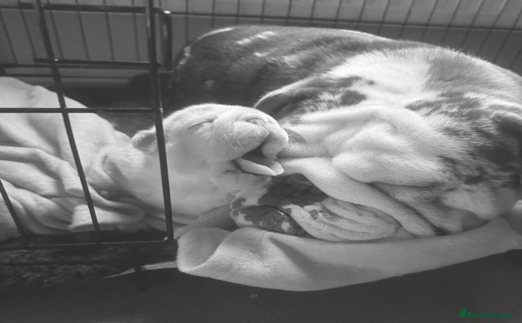 English Bulldog dogs - Advert 3