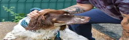 English Setter dogs for adoption: Azucar in Newcastle upon Tyne - Advert 3