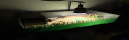 Tortoise reptiles for sale: Tortoise - Advert 2