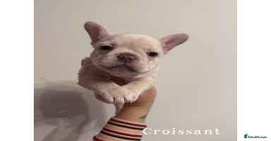 French Bulldog dogs 4 Stunning Cream KC registered French Bulldogs  - Advert 2