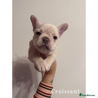 French Bulldog dogs 4 Stunning Cream KC registered French Bulldogs - Advert 2