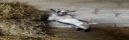 Mixed Breed livestock for sale: 2 x Pygmy Wether Kids Ready to Go  in Huddersfield - Advert 4
