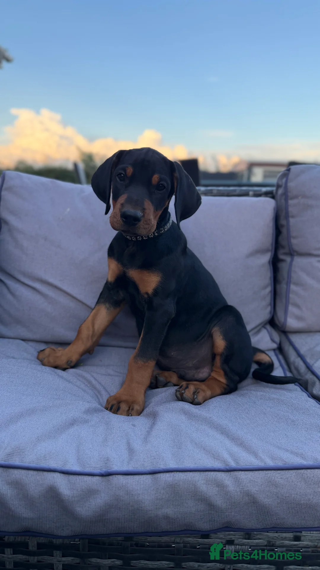 Mixed Breed dogs for sale: Stunning Doberway puppies ✨ - Advert 8