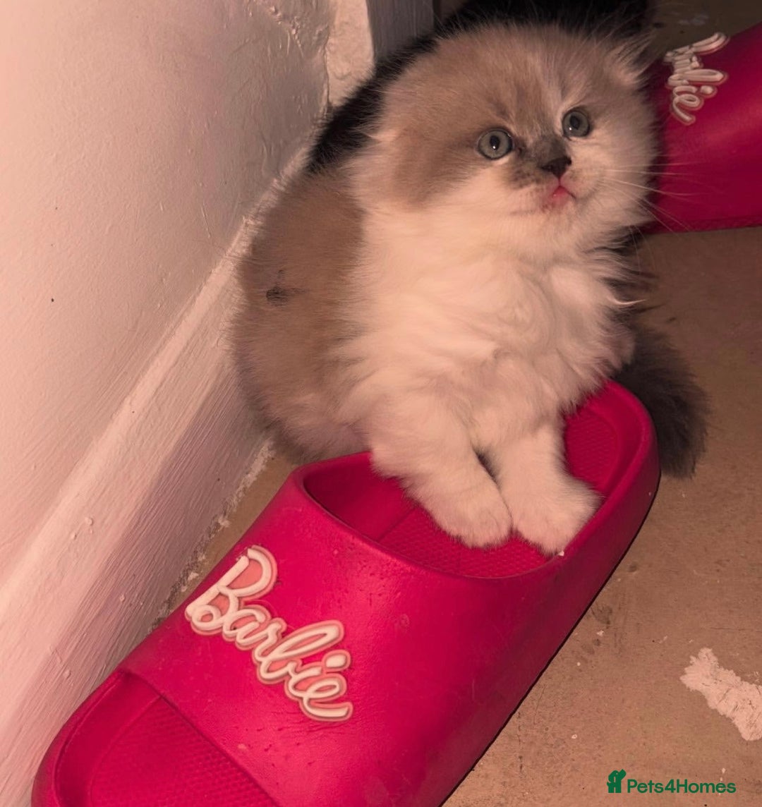 British Shorthair cats for stud: 🐻Gorgeous lilac Bsh stud 🐻 - Advert 8