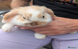 French Lop rabbits for sale: French Lop babies  - Image 1