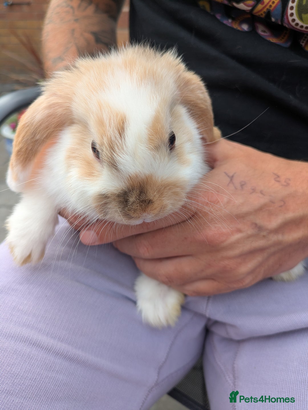 French Lop rabbits for sale: French Lop babies  - Image 1