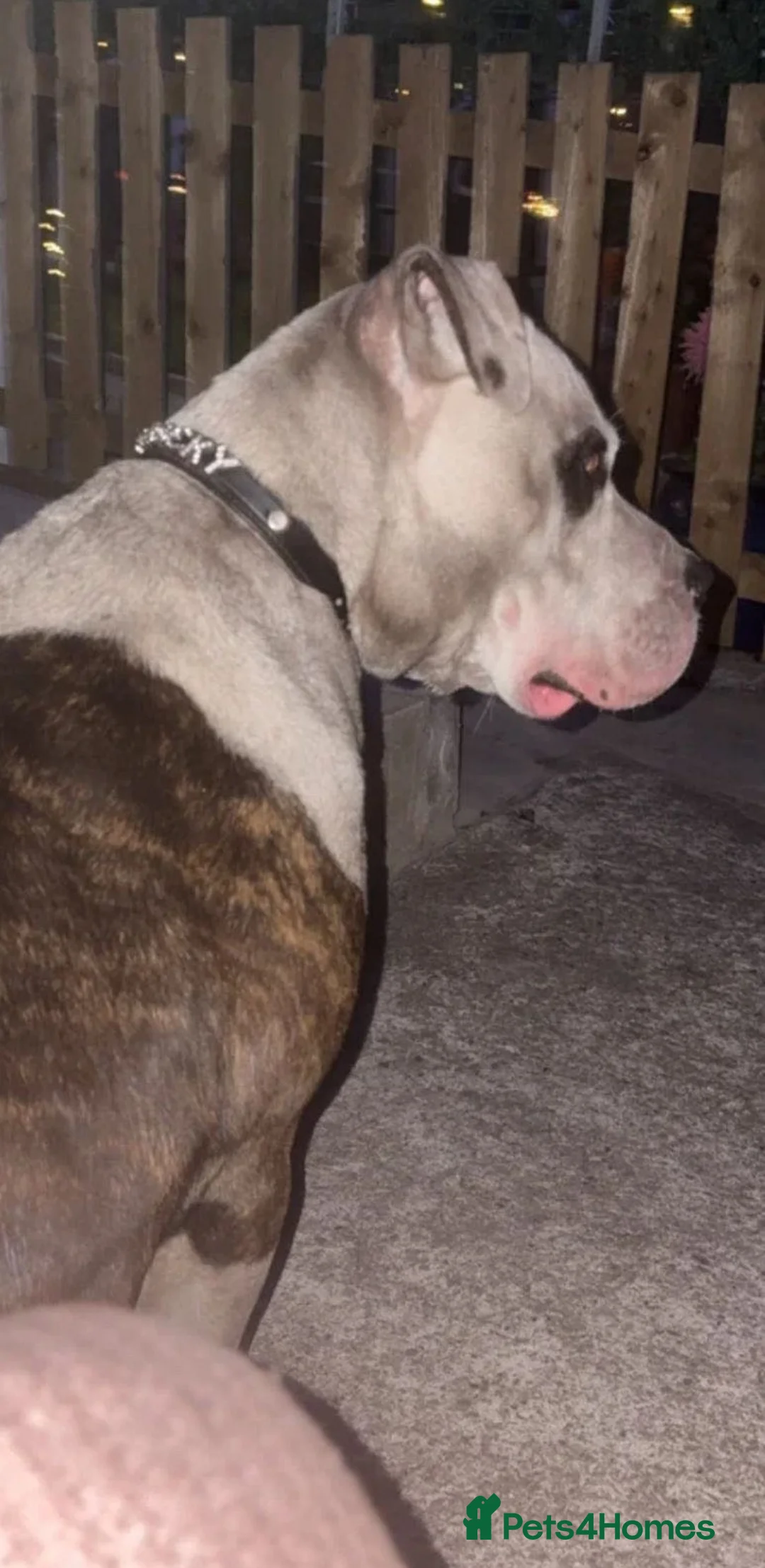 American Bulldog dogs for sale: rockey American bulldog  - Advert 2