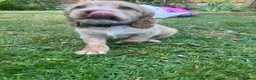 Cocker Spaniel dogs for sale: Show cocker spaniels  - Advert 16
