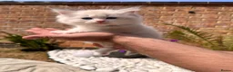 Ragdoll cats for sale: Ragdool x kittens in Scunthorpe - Advert 12