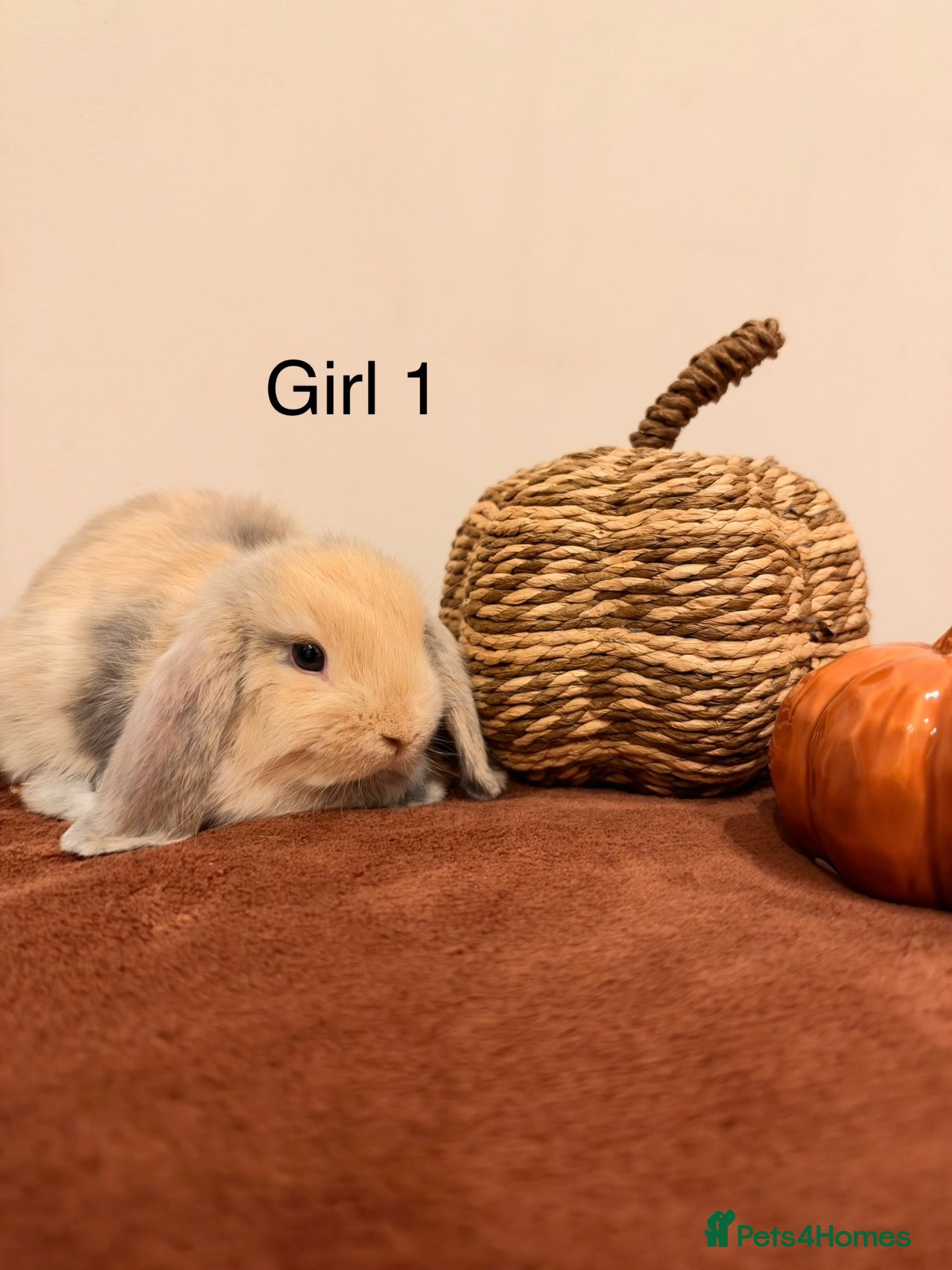 Mini Lop rabbits Harlequin Mini Lops🐰✨ - Advert 2