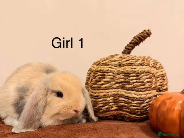 Mini Lop rabbits RESERVED! Harlequin Mini Lops🐰✨ - Advert 6