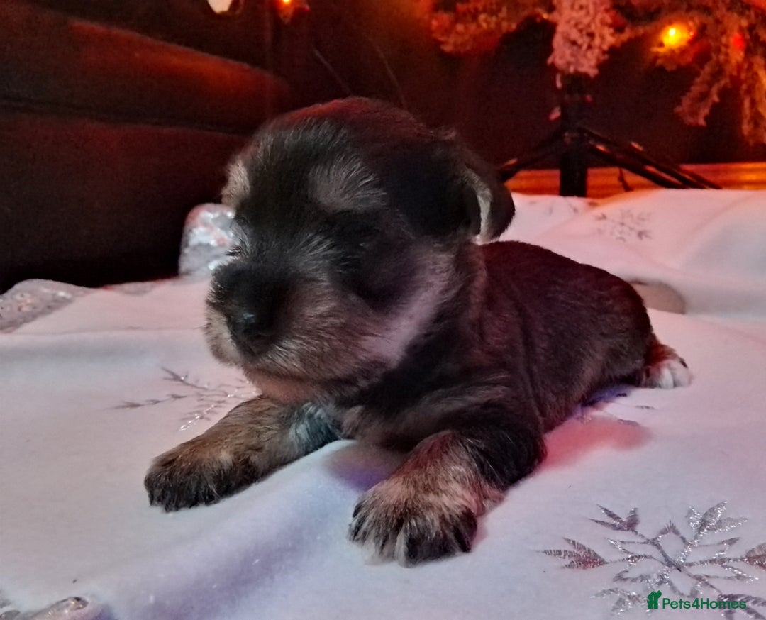 Mixed Breed dogs for sale: Schnauzer cross - Advert 7