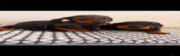 Miniature Dachshund dogs for sale: Miniature Dachshunds - Advert 2