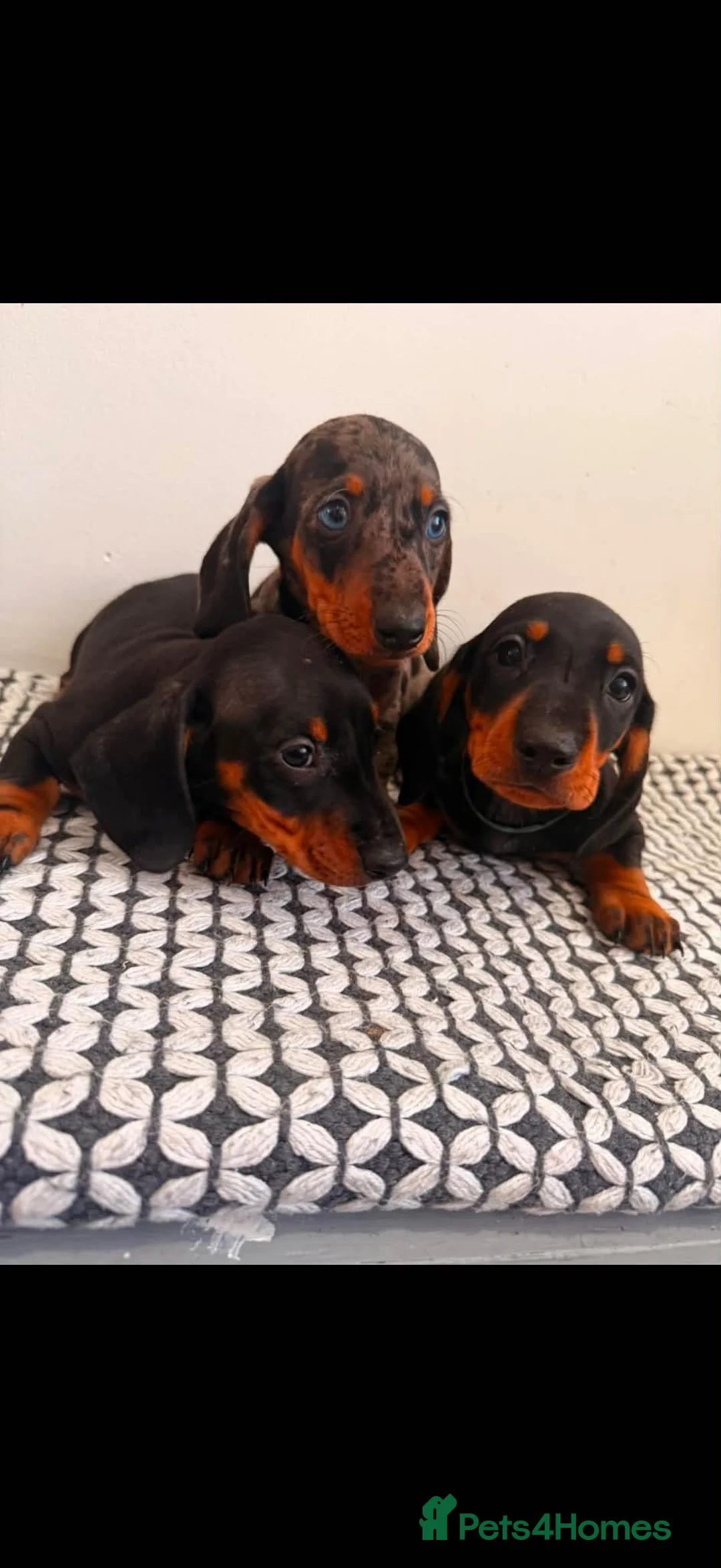 Miniature Dachshund dogs for sale: Miniature Dachshunds - Advert 2