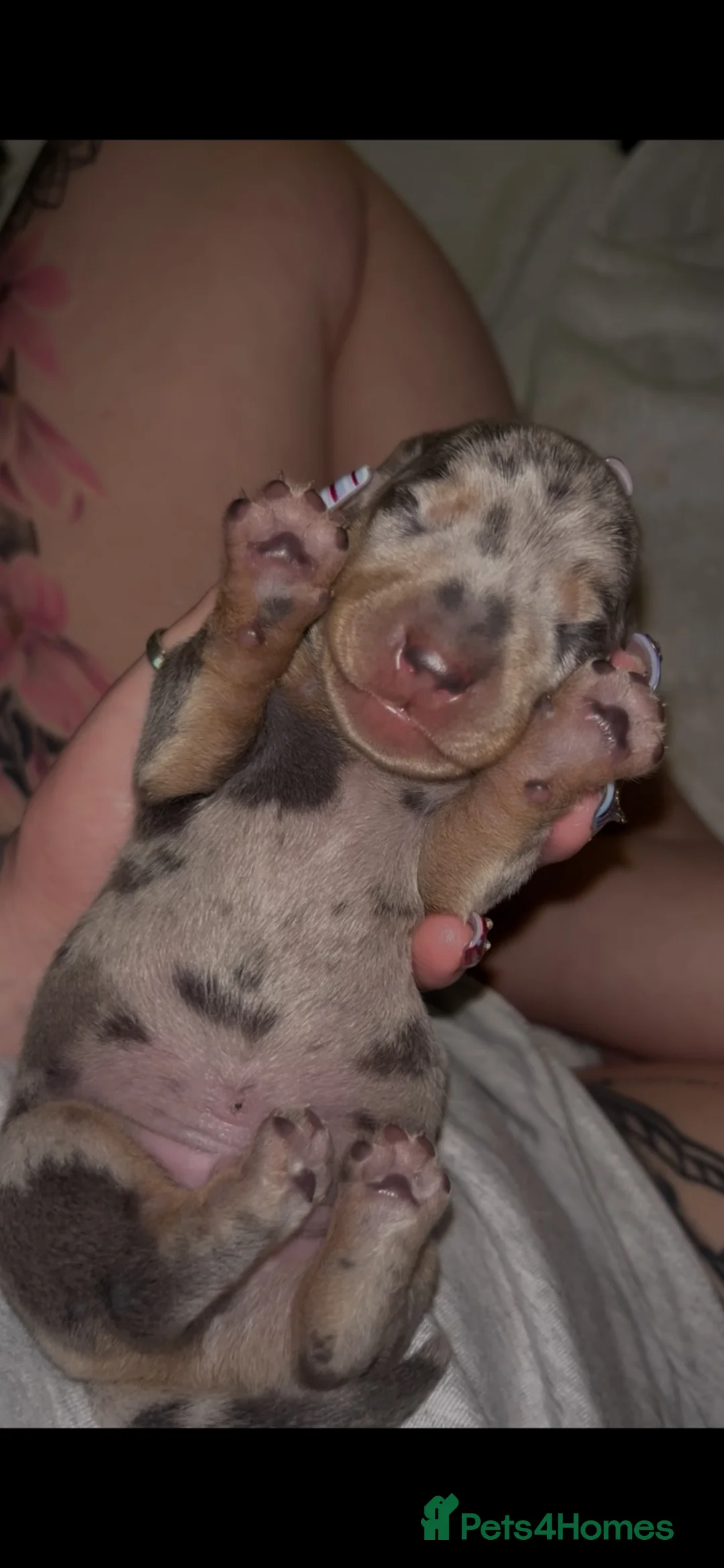Miniature Dachshund dogs for sale: 5*homes ONLY- smooth haired miniature dauchunds    - Advert 2